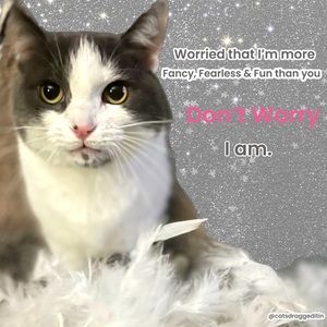 Searching Individual Closets On Poshmark